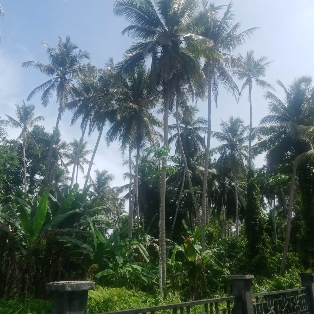 PERKEBUNAN KELAPA 